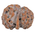 Sawar/Ganesh (2+1) 23.1mm 2.76gm - Rudraksha