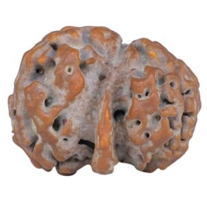 Sawar/Ganesh (2+1) 23.1mm 2.76gm - Rudraksha