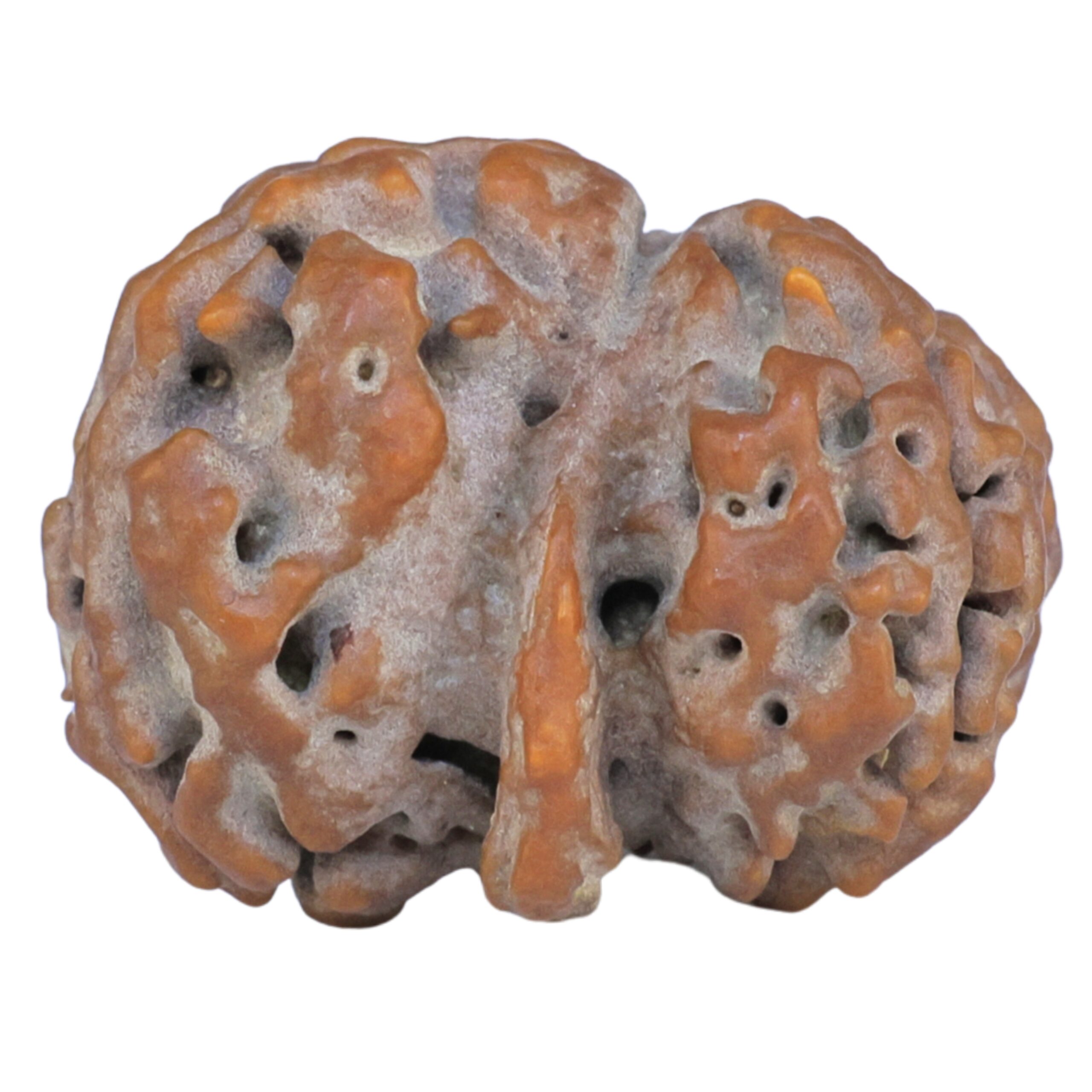 Sawar/Ganesh (2+1) 23.1mm 2.76gm - Rudraksha