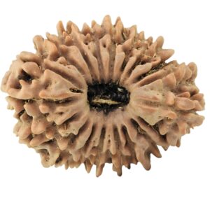 19 Mukhi Rudraksha 26mm 3.65gm - Rudraksha