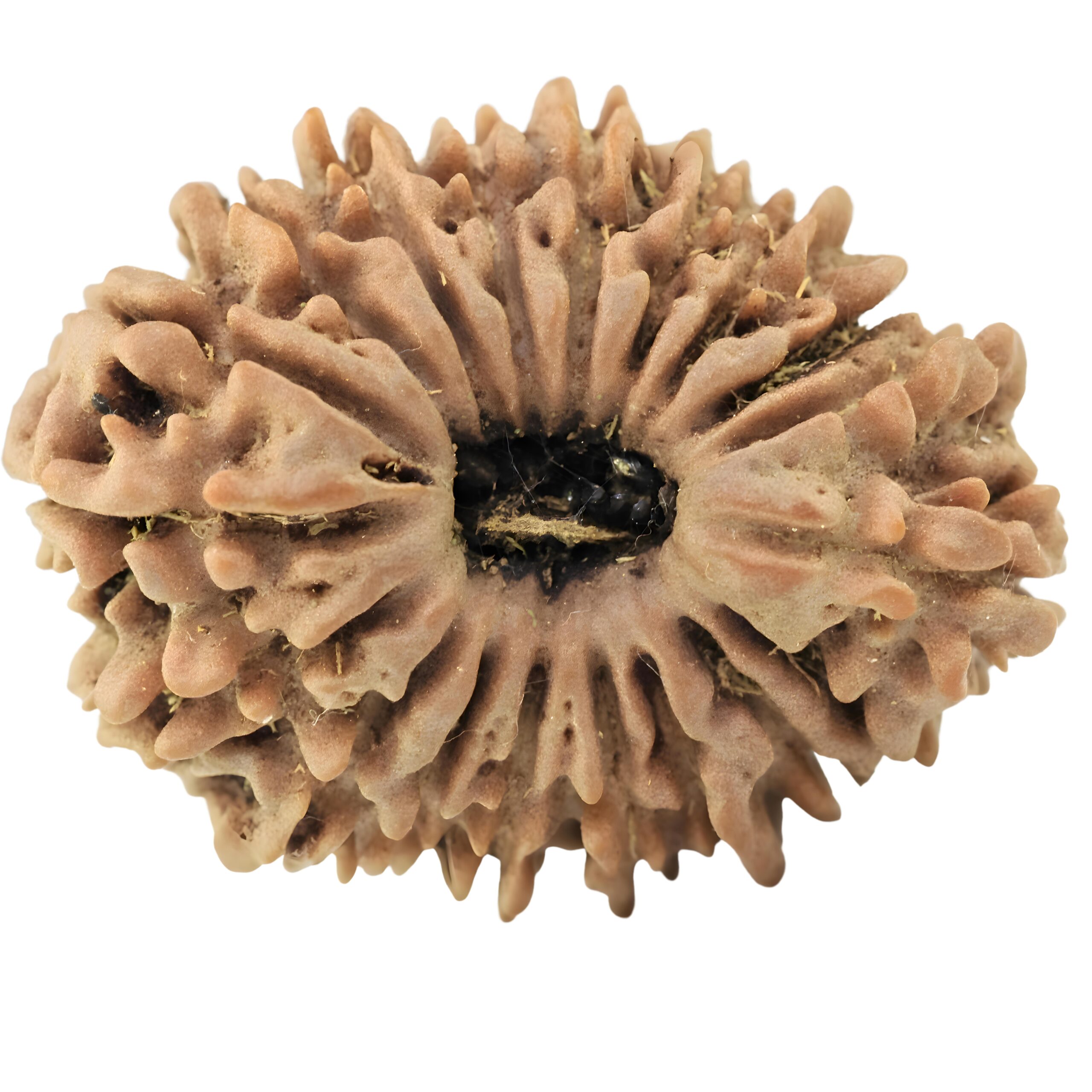 19 Mukhi Rudraksha 26mm 3.65gm - Rudraksha