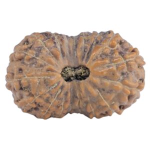 18 Mukhi Rudraksha 19.5mm 1.61gm - Rudraksha