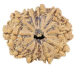 12 Mukhi Rudraksha 25.9mm 4.22gm - Rudraksha