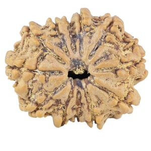 12 Mukhi Rudraksha 25.9mm 4.22gm - Rudraksha