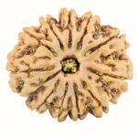 11 Mukhi Rudraksha 31.2mm 7.91gm - Rudraksha