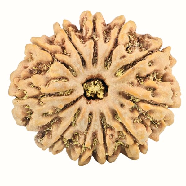 11 Mukhi Rudraksha 31.2mm 7.91gm - Rudraksha
