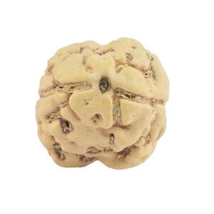 2 Mukhi Rudraksha 21.2mm 1.84gm - Origin: Nepal - Rudraksha