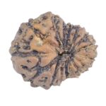 16 Mukhi Rudraksha 13.6mm 0.7gm - Rudraksha