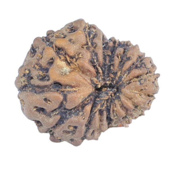 16 Mukhi Rudraksha 13.6mm 0.7gm - Rudraksha