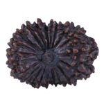 21 Mukhi Rudraksha 34.2mm 7.62gm - Rudraksha