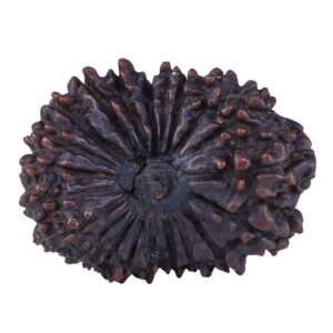 21 Mukhi Rudraksha 34.2mm 7.62gm - Rudraksha