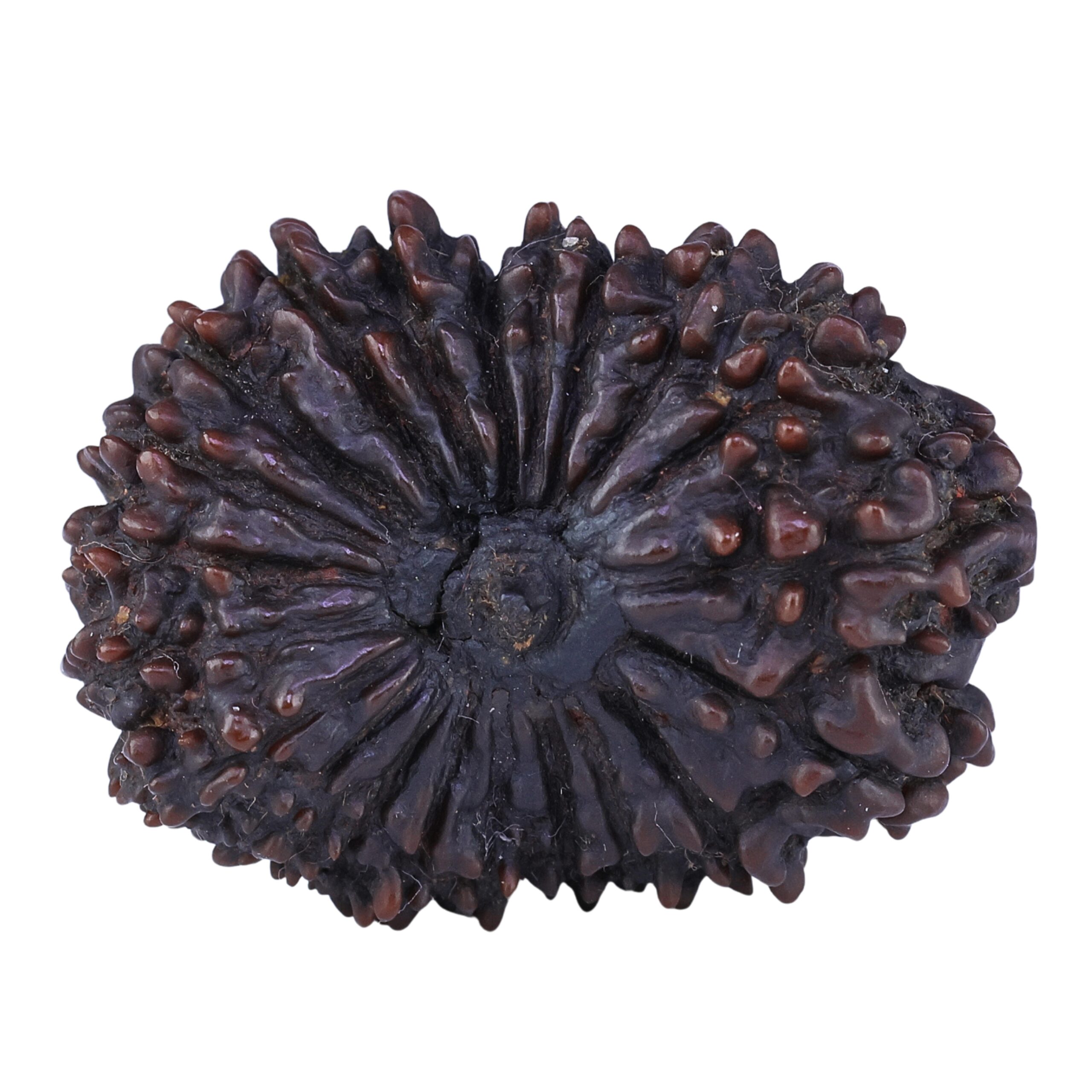 21 Mukhi Rudraksha 34.2mm 7.62gm - Rudraksha
