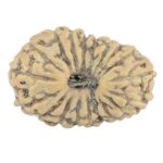 19 Mukhi Rudraksha 14.9mm 0.59gm - Rudraksha