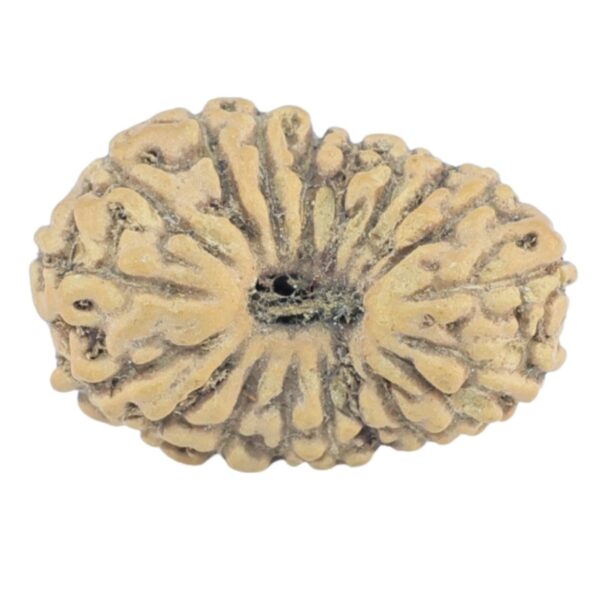 19 Mukhi Rudraksha 14.9mm 0.59gm - Rudraksha