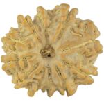 11 Mukhi Rudraksha 23mm 3.7gm - Rudraksha
