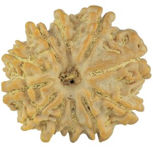 11 Mukhi Rudraksha 23mm 3.7gm - Rudraksha