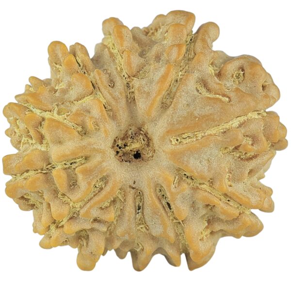 11 Mukhi Rudraksha 23mm 3.7gm - Rudraksha