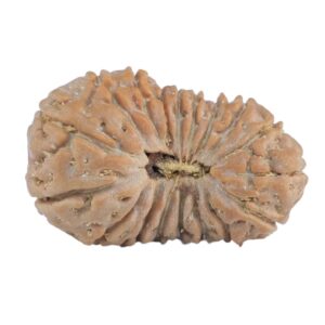 18 Mukhi Rudraksha 19.7mm 1.36gm - Rudraksha