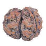 Sawar/Ganesh (2+1) 22.2mm 3gm - Rudraksha