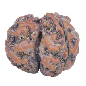 Sawar/Ganesh (2+1) 22.2mm 3gm - Rudraksha