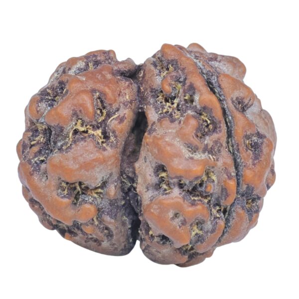 Sawar/Ganesh (2+1) 22.2mm 3gm - Rudraksha