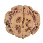 1MK(Underdeveloped) 21.8mm 3.68gm - Rudraksha