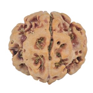 1MK(Underdeveloped) 21.8mm 3.68gm - Rudraksha