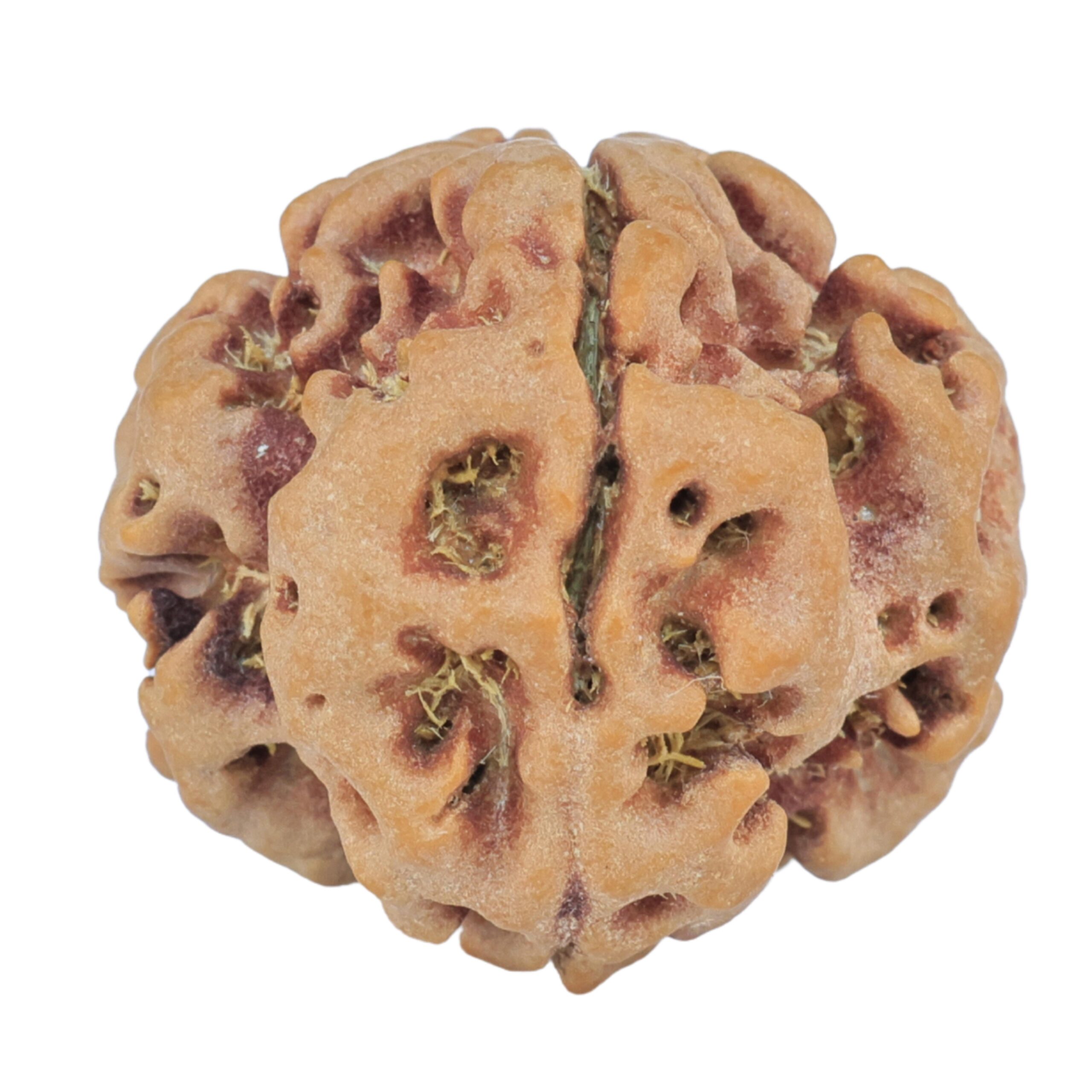 1MK(Underdeveloped) 21.8mm 3.68gm - Rudraksha