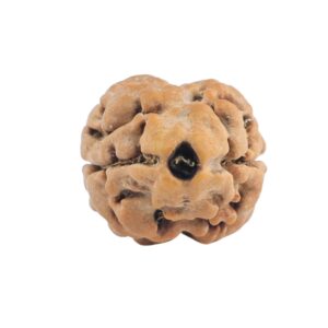 2 Mukhi Rudraksha 19.8mm 1.46gm - Rudraksha