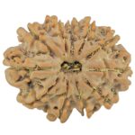 11 Mukhi Rudraksha 26.6mm 4.23gm - Rudraksha