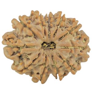 11 Mukhi Rudraksha 26.6mm 4.23gm - Rudraksha