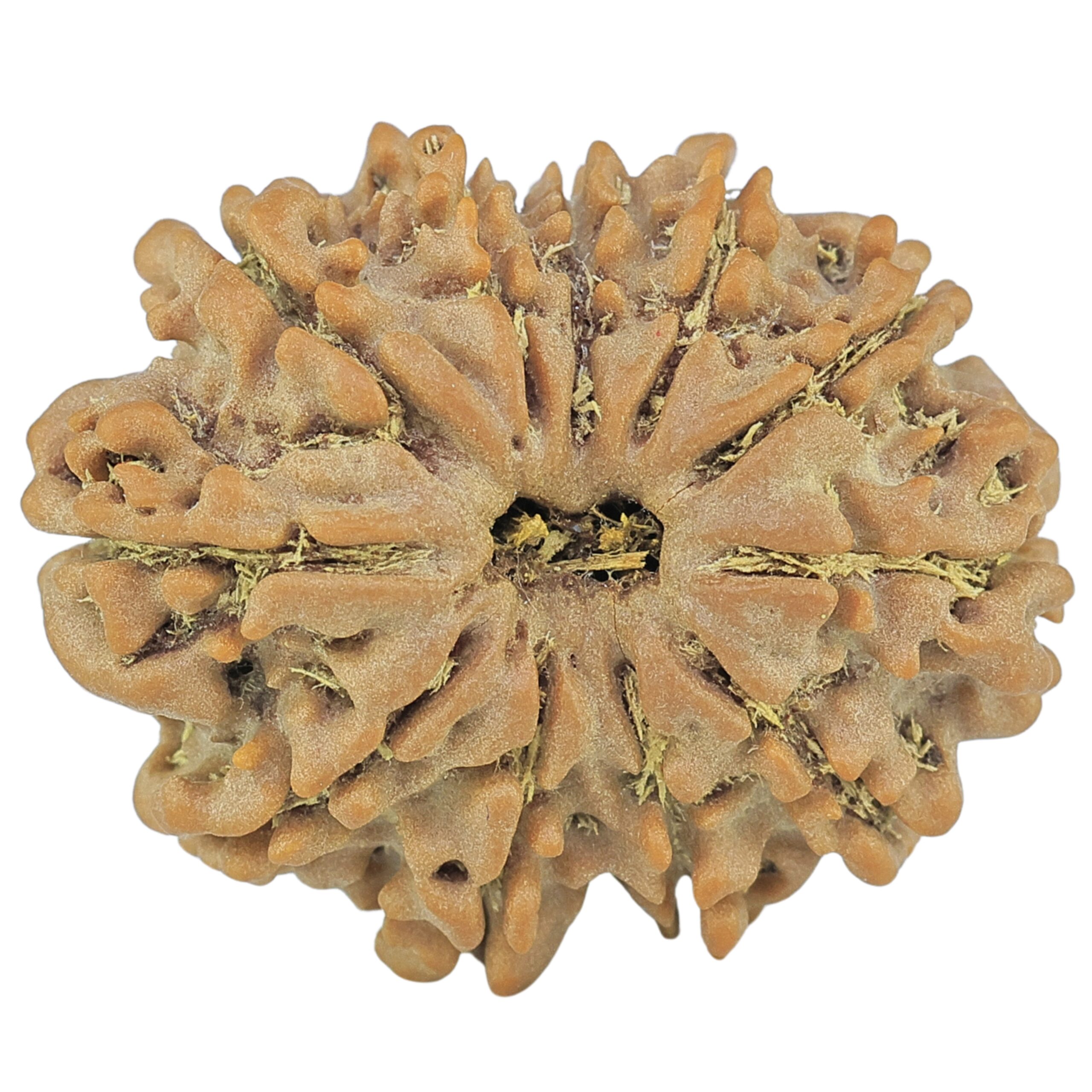 11 Mukhi Rudraksha 26.6mm 4.23gm - Rudraksha