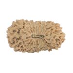 21 Mukhi Rudraksha 22mm 1.62gm - Rudraksha
