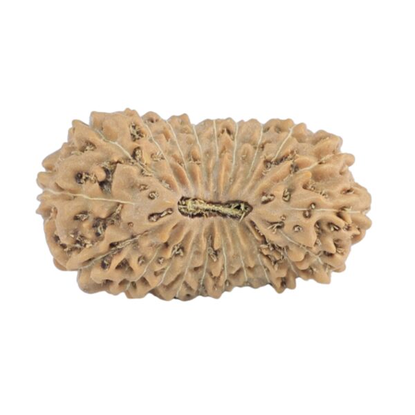 21 Mukhi Rudraksha 22mm 1.62gm - Rudraksha