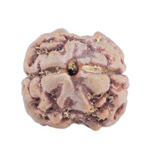 2 Mukhi Rudraksha 19.3mm 1.77gm - Rudraksha