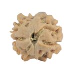 2 Mukhi Rudraksha 16.7mm 1.19gm - Rudraksha