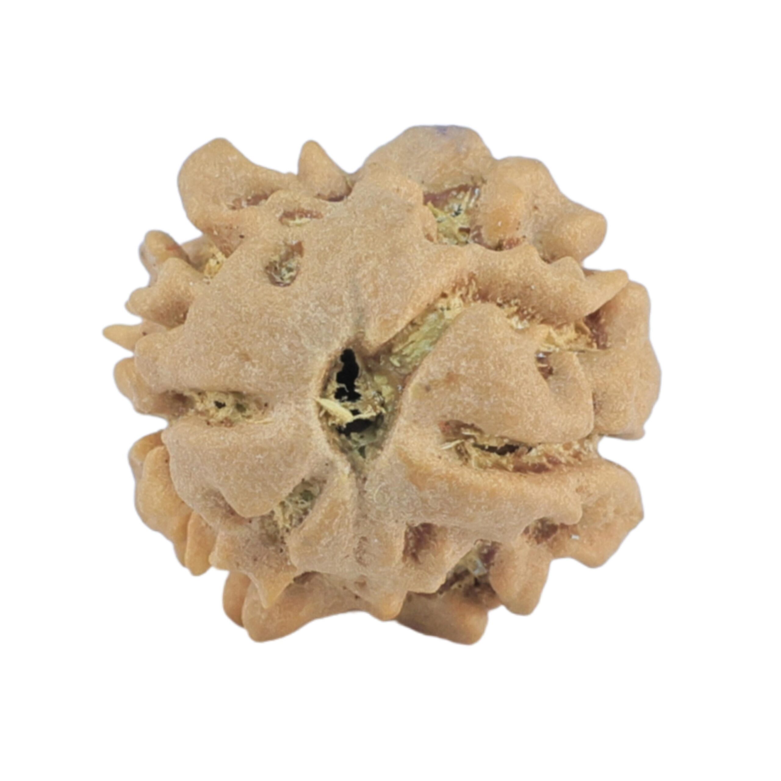 2 Mukhi Rudraksha 16.7mm 1.19gm - Rudraksha