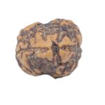 2 Mukhi Rudraksha 22mm 2.25gm - Rudraksha