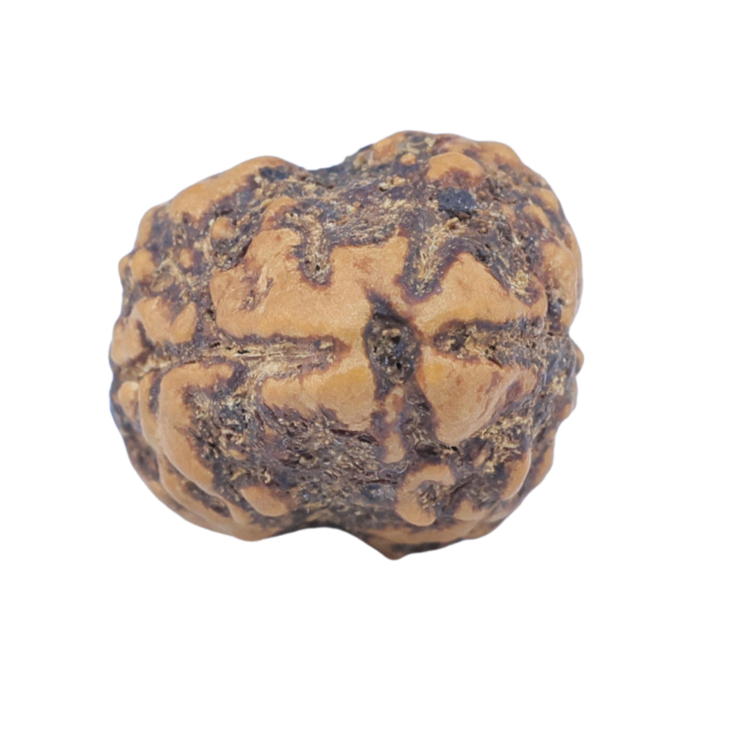 2 Mukhi Rudraksha 22mm 2.25gm - Rudraksha