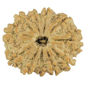 11 Mukhi Rudraksha 24.8mm 3.56gm - Rudraksha