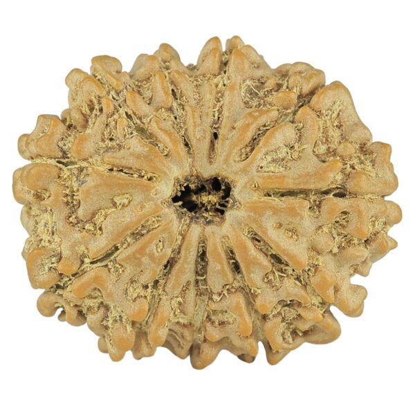 11 Mukhi Rudraksha 24.8mm 3.56gm - Rudraksha