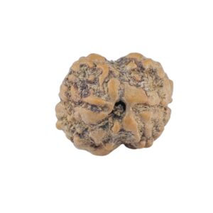 2 Mukhi Rudraksha 19.6mm 1.76gm - Rudraksha