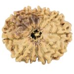 12 Mukhi Rudraksha 25.6mm 3.1gm - Rudraksha