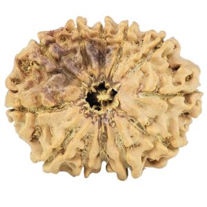 12 Mukhi Rudraksha 25.6mm 3.1gm - Rudraksha