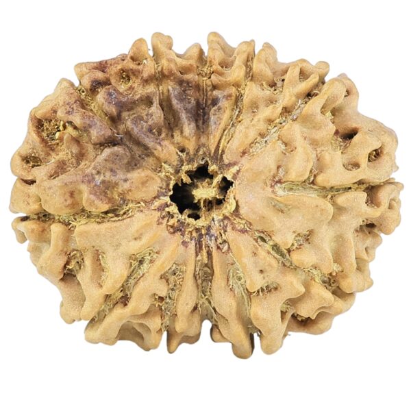 12 Mukhi Rudraksha 25.6mm 3.1gm - Rudraksha