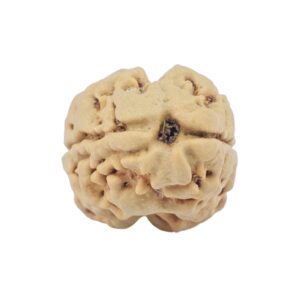 2 Mukhi Rudraksha 22.8mm 2.16gm - Rudraksha
