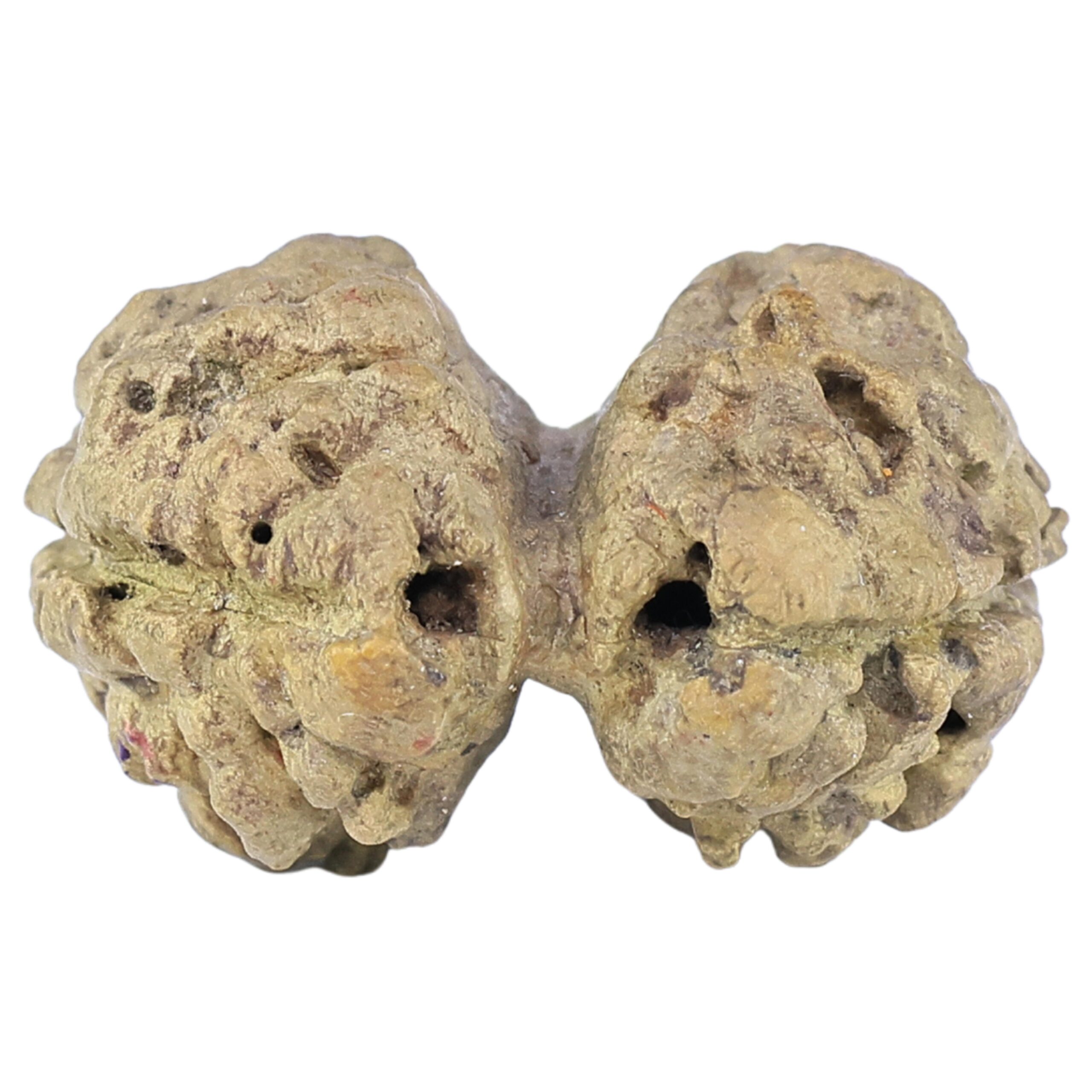 2 Mukhi Gaurishankar 19.1mm 0.74gm - Rudraksha