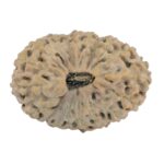 19 Mukhi Rudraksha 24.6mm 2.5gm - Rudraksha