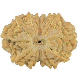 11 Mukhi Rudraksha 25.4mm 3.86gm - Rudraksha