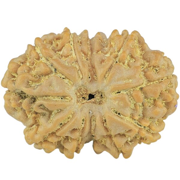 11 Mukhi Rudraksha 25.4mm 3.86gm - Rudraksha